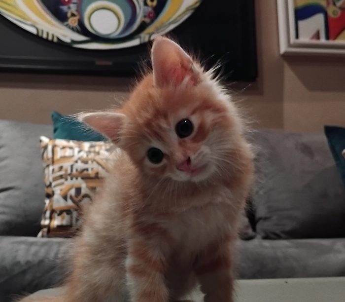 🧡 Chaton Persan Orange 🧡