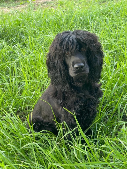 Cocker noir
