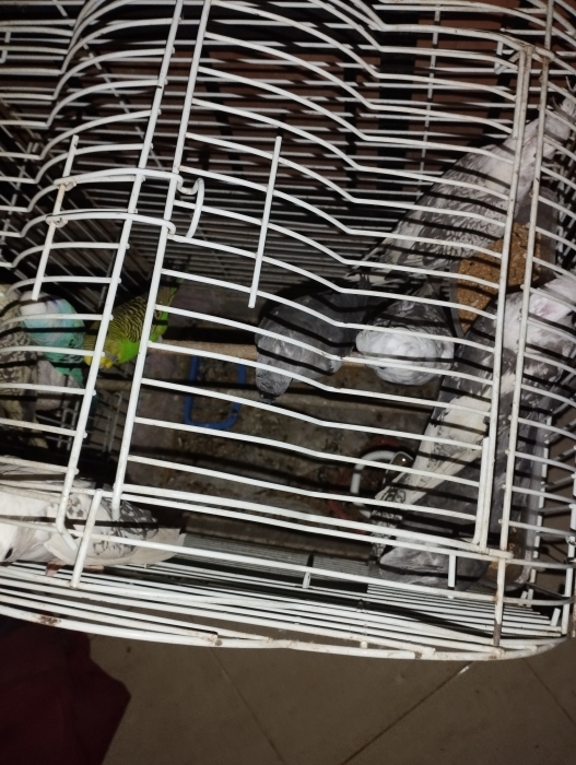 طيور كلوبسيت وايت فايس وانواع أخرى منها كوبل و كناري