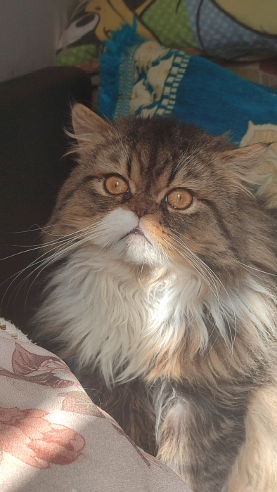 Mâle persan race pur