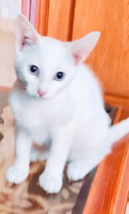 JE DONNE EN ADOPTION UN CHAT