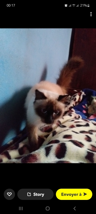 Chat Siamos Himalaya 10 mois