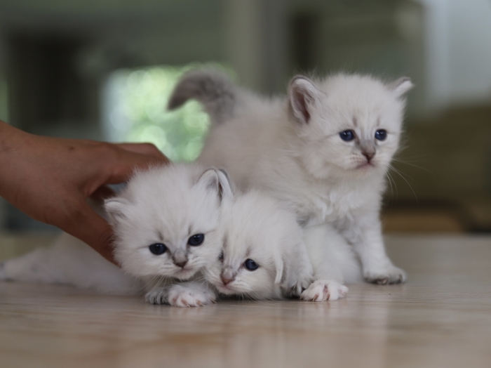 Vrais sibériens avec pedigree WCF