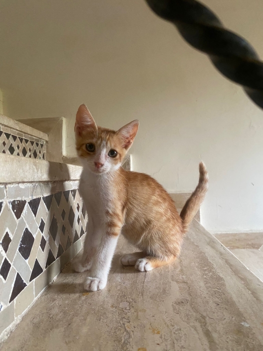 Ginger adorable chaton pour adoption
