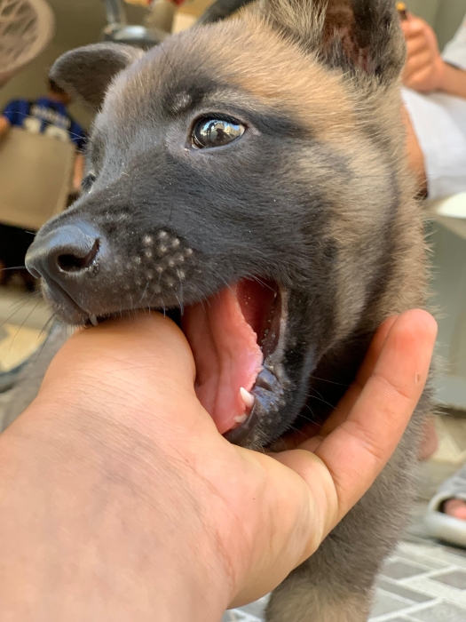 Femelle malinois