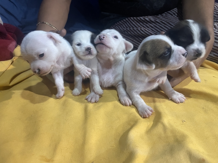 Chiots Jack Russel