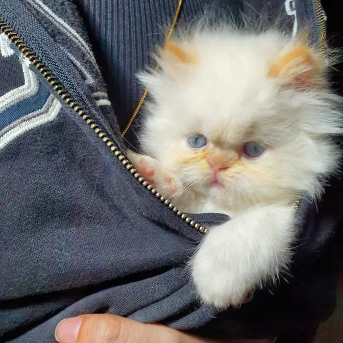 Petits chattons Persans Imalaya