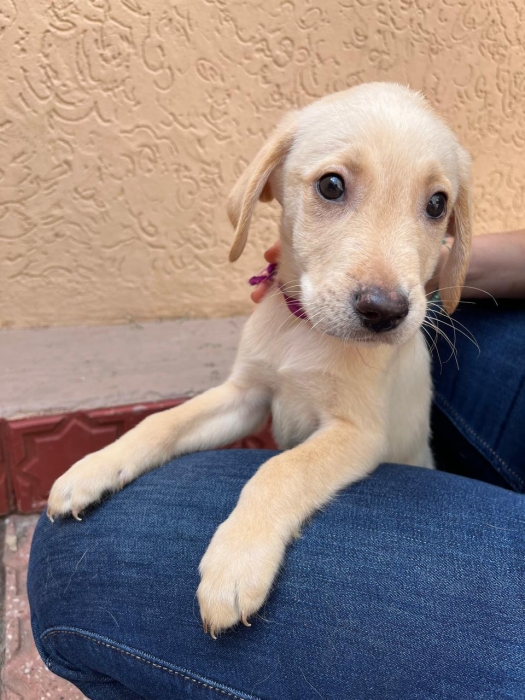 Adorables Chiots Labrador à Adopter