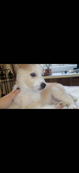 Husky Berger de Caucase