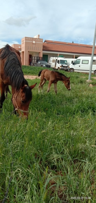 Jument pur-sang arabe 6 ans