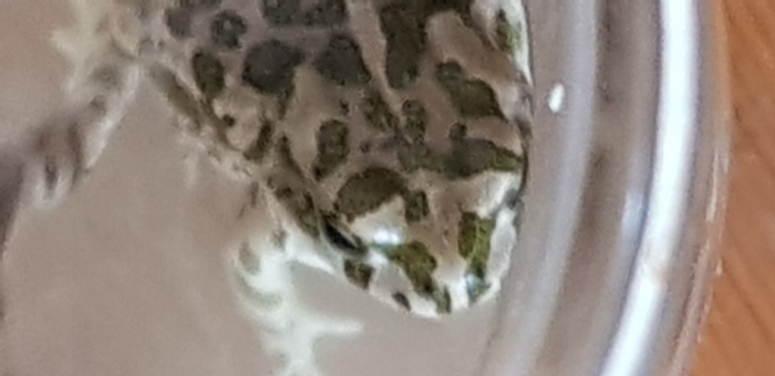 Humus la grenouille