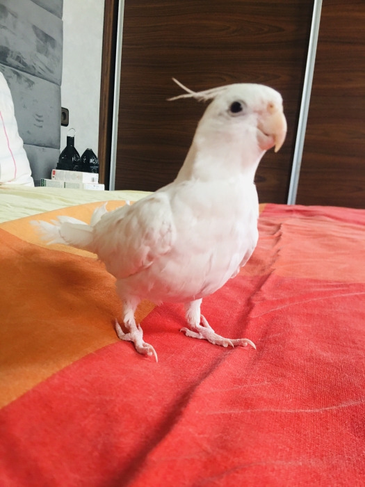 Calopsitte mdrisi zwin tbarklh (Casablanca)