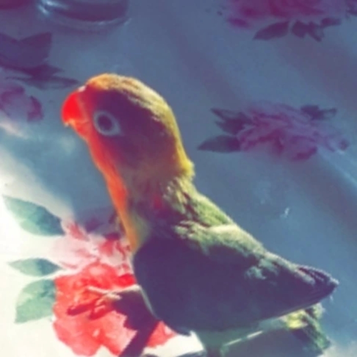 Inséparables dressés