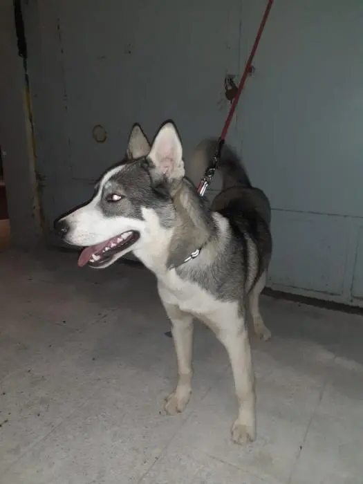 Husky male à vendre