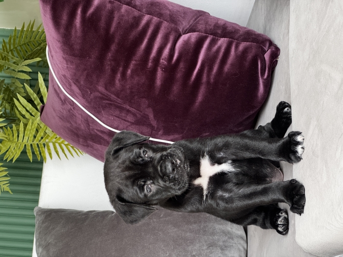 Cane corso race pure