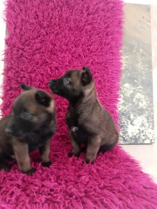 chiots malinois pur race age de 30 jour