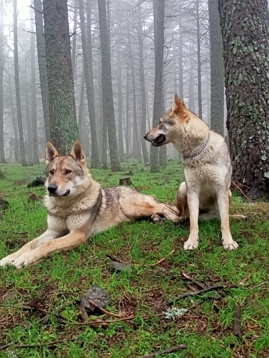 Portée chien loup tchécoslovaque Disponible
