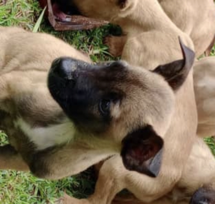 Chien malinois 2mois