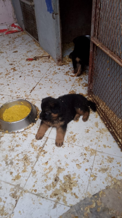 Chiots berger allemands
