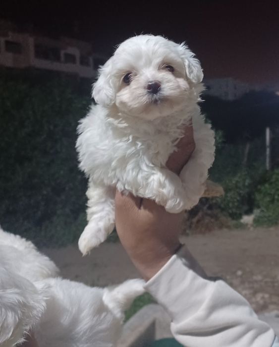 Bichon maltais