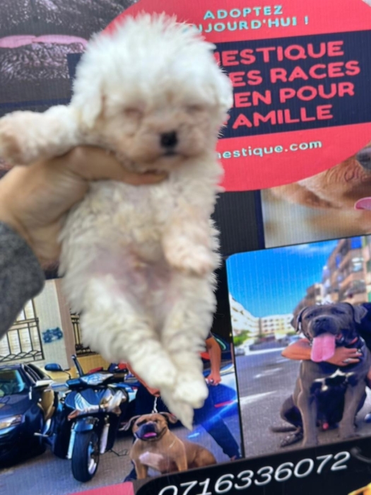 Bichon maltais nain