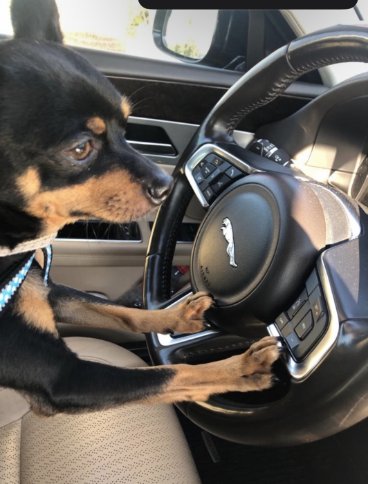 Bingo un pinscher nain à vendre