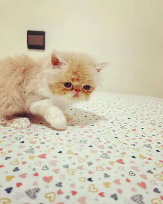 Femelles persan dispo