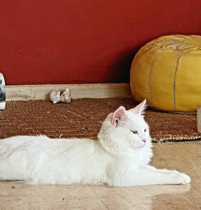 Croisement de race mainecoon