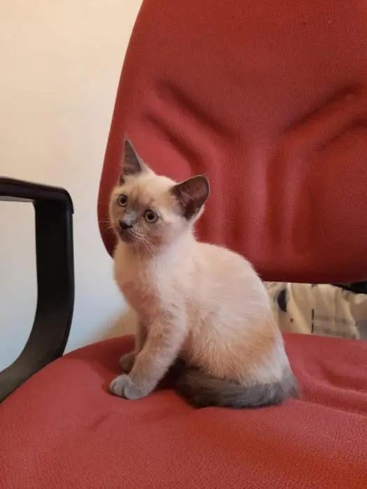 Chaton femelle 2 mois