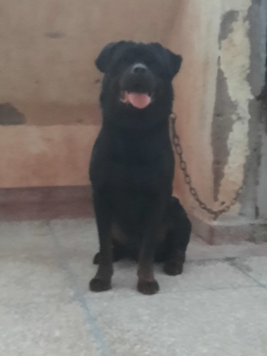 Super male rottweiler race pure