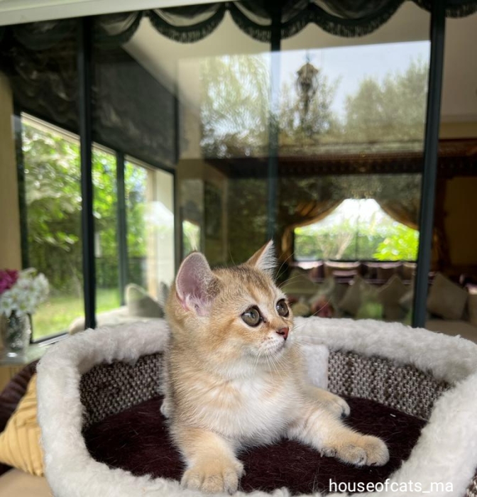 British et scottish shorthair