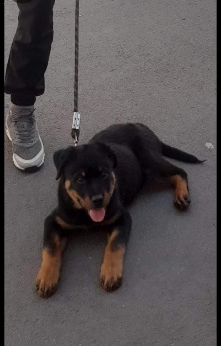 Chien Rottweiler