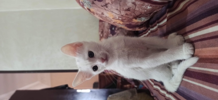 قطة للتبني عمرها شهرين