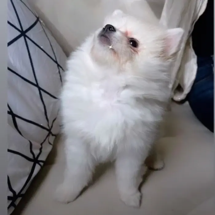 Spitz nain femelle blanche