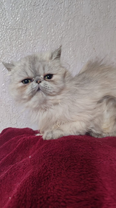 Chaton Persan femelle 3 mois