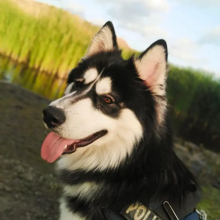 Husky x Malamute