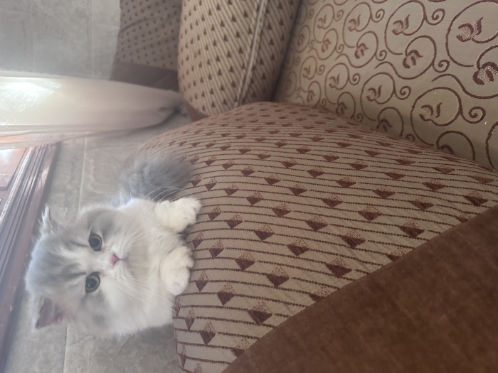 Deux chatons munchkin