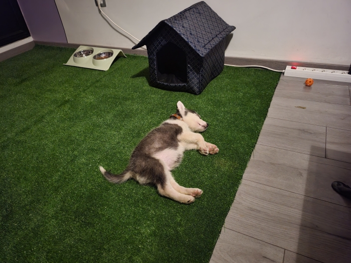 Vent chiot Husky Syberien pure race