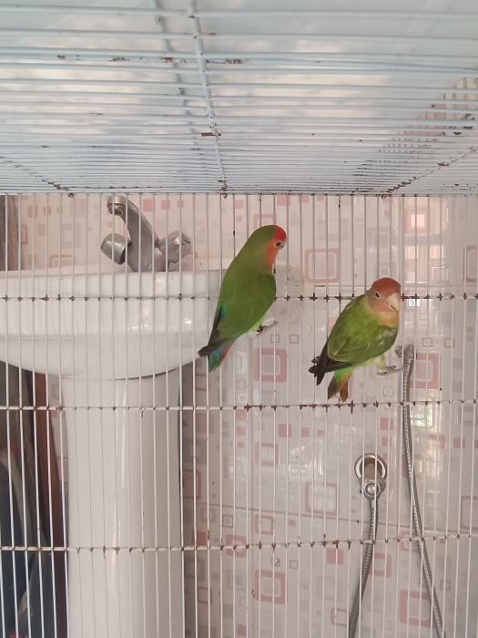 Inséparables rose et fisher