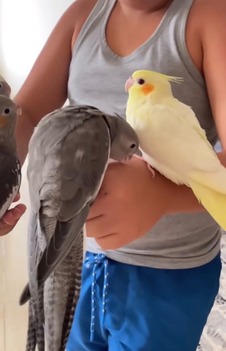 Calopsittes bien dressés