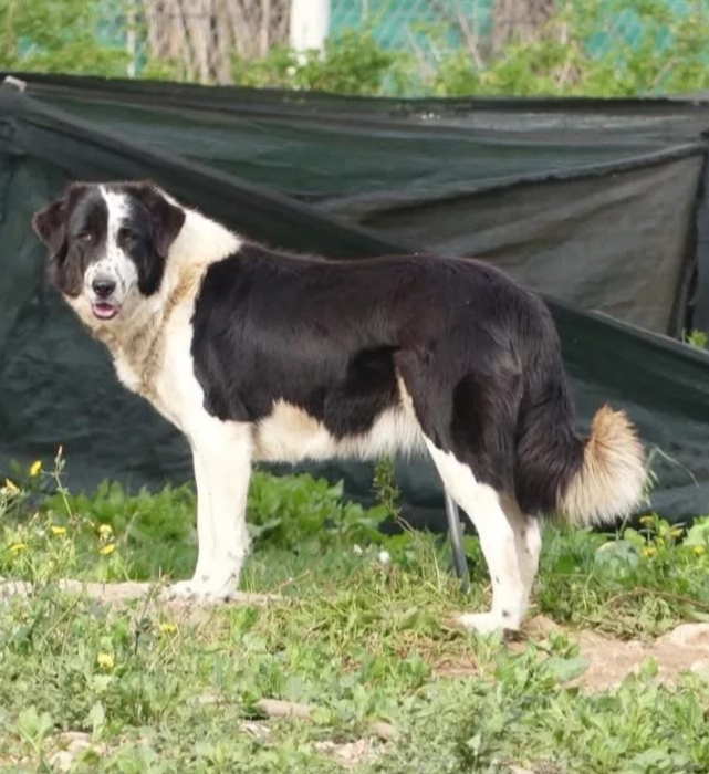 une femelle aidi atlas pure