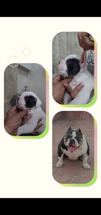 femelle bully américain