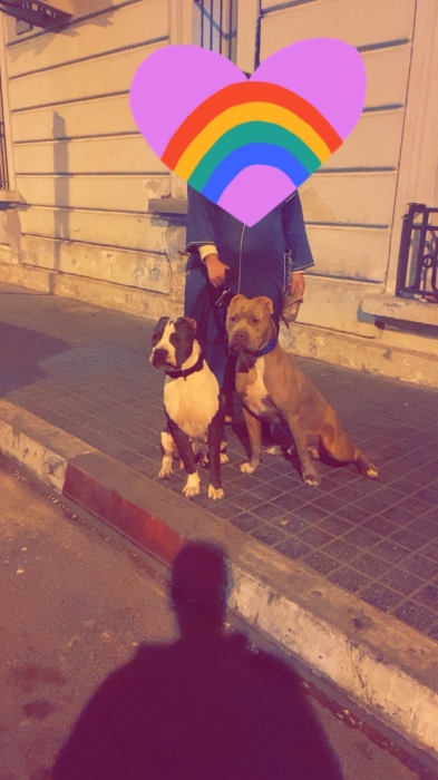 Chiot bully american standar