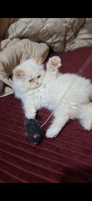 Chat persan himalaya