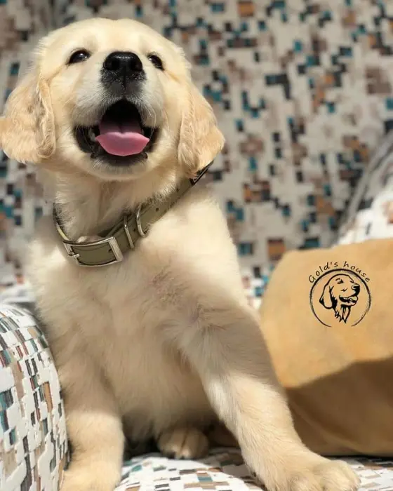 Golden retriever