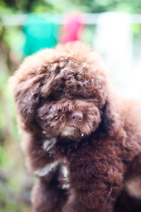 chiot femelle poodle miniature