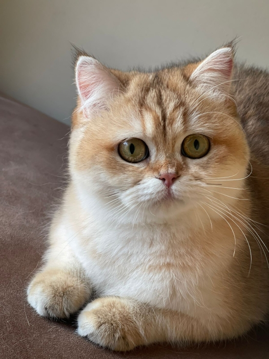 Top quality Scottish straight kittens with pedigree