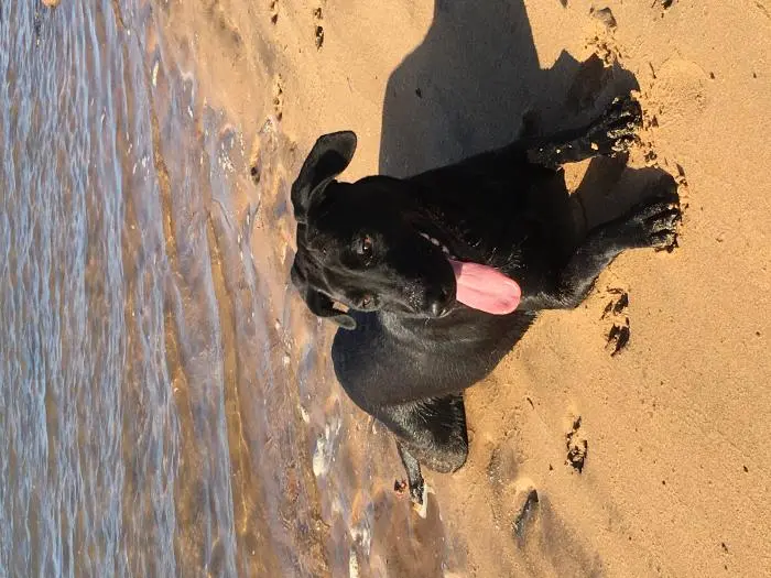 Femelle labrador noir