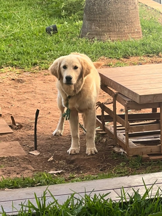 Golden Retriever 5 mois (vaccine)