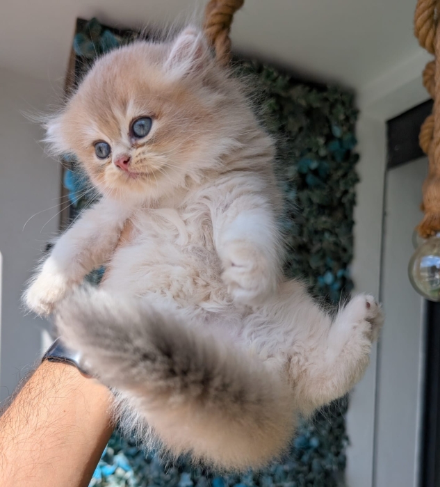 British Longhair cv11